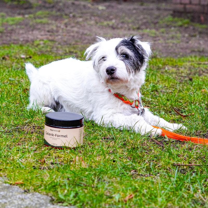 Gelenk formel hund steppi